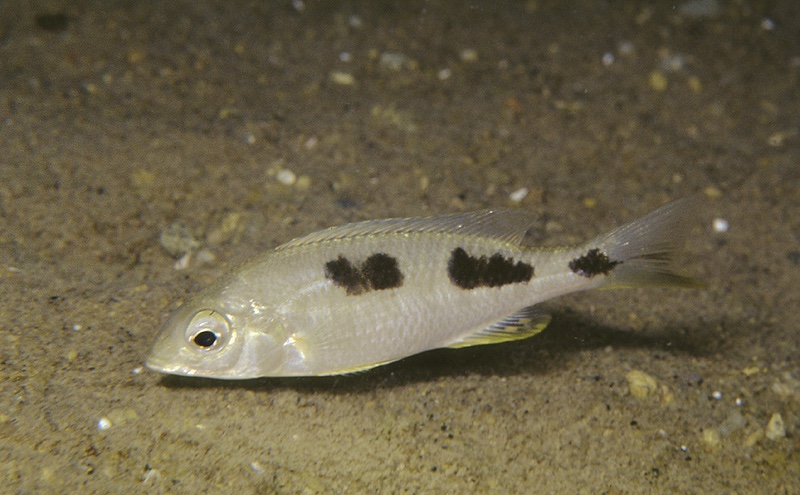 Otopharynx decorus 'Ntekete'